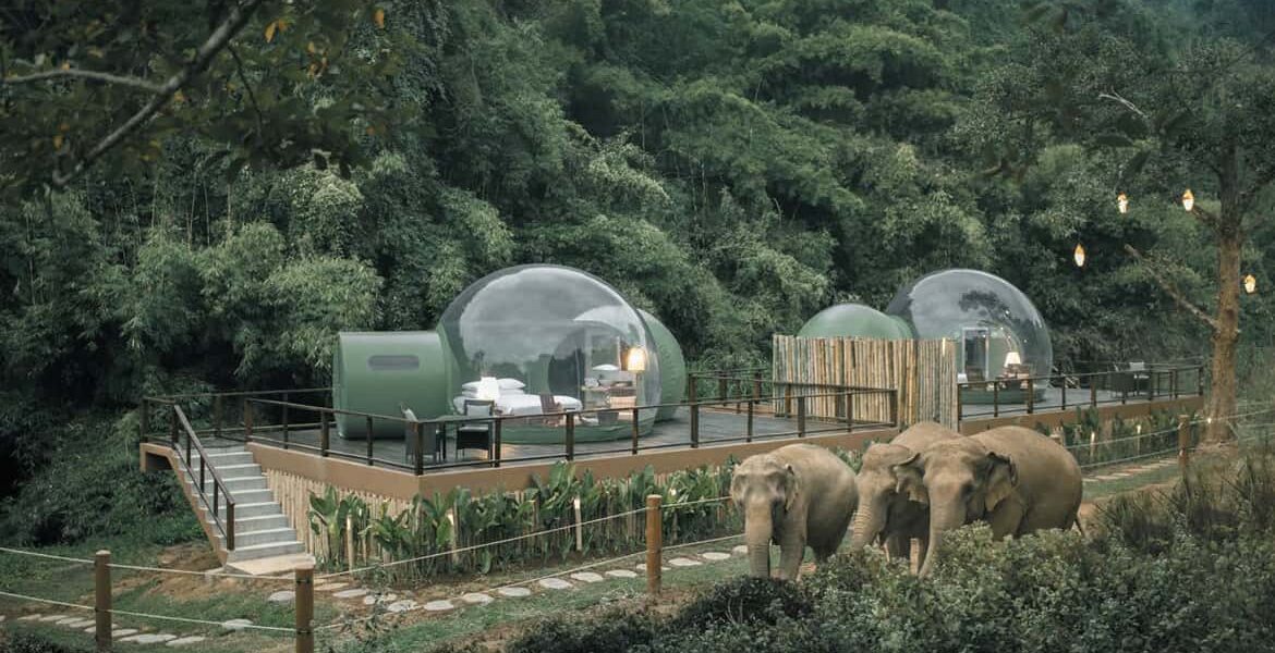 Burbujas en la selva